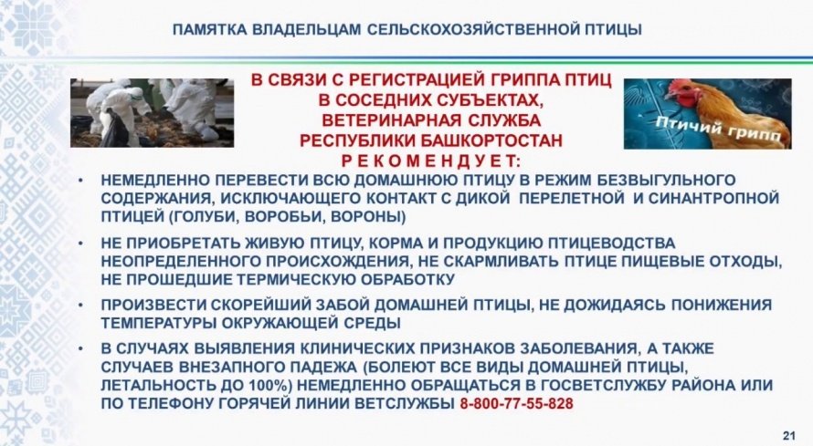 Осторожно, птичий грипп!