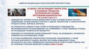 Осторожно, птичий грипп!